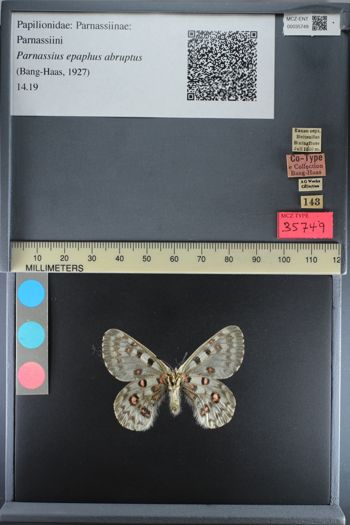 Media type: image;   Entomology 35749